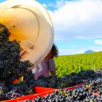 LA VITICULTURE