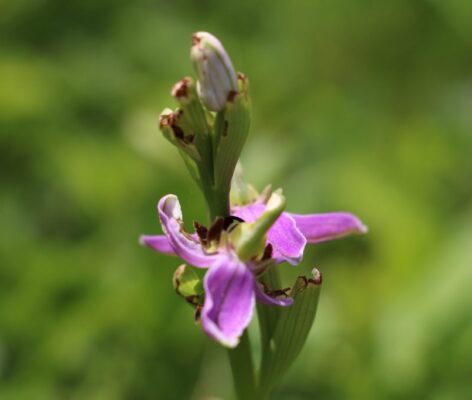 orchidée sauvage